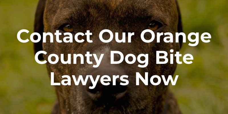 Orange County Dog Bite Lawyer 